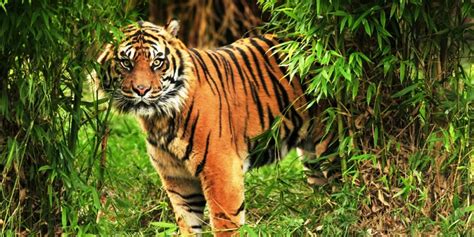 India plans to use drones to track tigers and check encroachers in ...