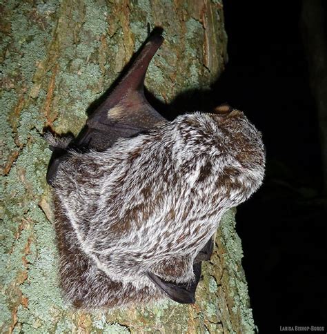 Hawaiian Hoary Bat | ʻōpeʻapeʻa | Lasiurus semotus