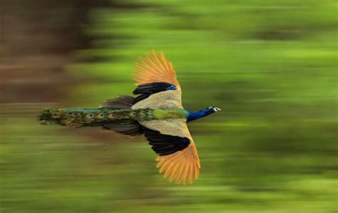 Beautiful Flying Peacock (9 pics) - Izismile.com