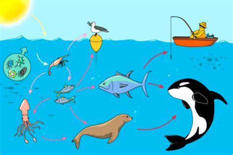 Trophic Pyramid & Food Web - Orca Whales