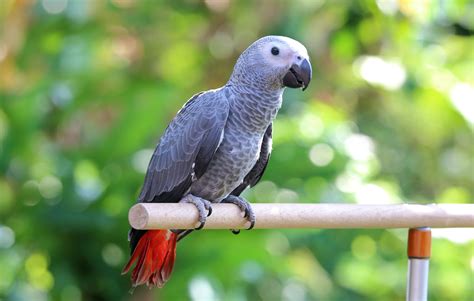 Facts About African Grey Parrots