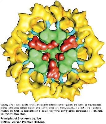 Sandwalk: The Structure of the Pyruvate Dehydrogenase Complex