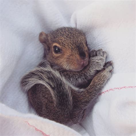 Newborn Squirrel Photo Shoot | POPSUGAR Family Photo 4