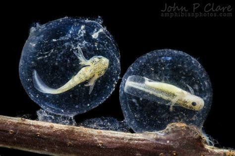 These axolotl embryos are 10 days old. A moment after this photo was ...