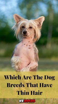 In some dogs, thin hair comes naturally, such as in Mexican Hairless ...