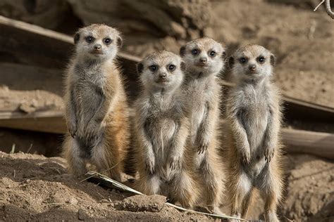 Meerkat | San Diego Zoo Animals & Plants