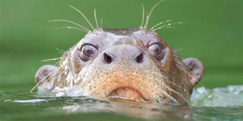 Giant River Otter of the Bolivian Amazon Jungle