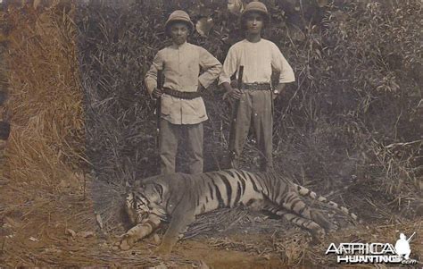 Hunting Tiger | AfricaHunting.com