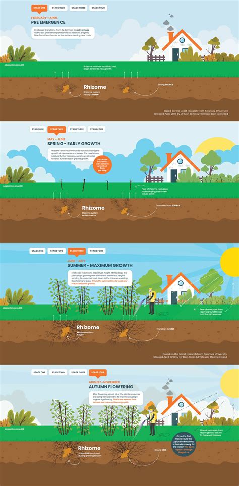 Japanese Knotweed removal infographic - 4 stages explained