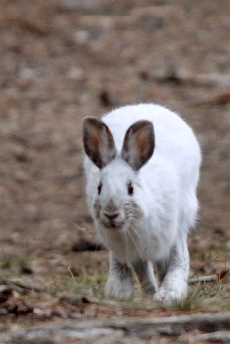 Snowshoe Hare Tracks | MyNature Apps