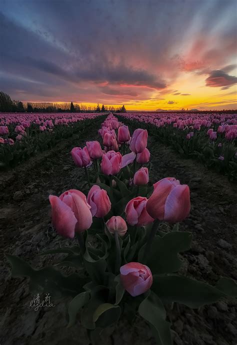 Tulips Field Sunset - null | Flowers photography, Beautiful flowers ...