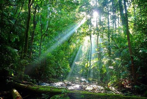 Unique Daintree Rainforest & Cape Tribulation Full Day Tour | DISCTRS ...