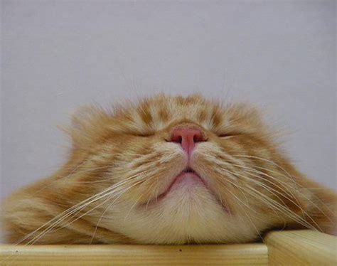 Funny Cats | Sleeping | Funny And Cute Animals