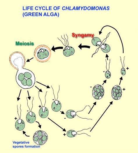 [Groenwieren: Green algae: Chlorophytae