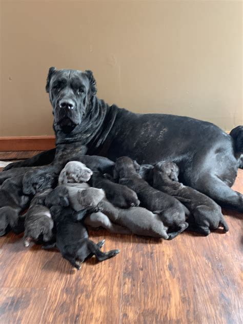 15 Best Images Cane Corso Puppies Akron Ohio - Cane Corso Puppies For ...