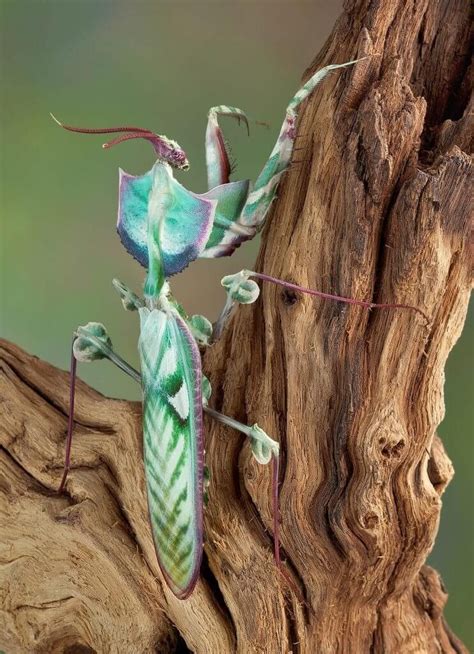 Devils Flower Mantis - Idolomantis diabolica | Exotic pets, Insects ...