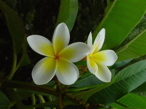 File:Frangipani flower plumeria.jpg