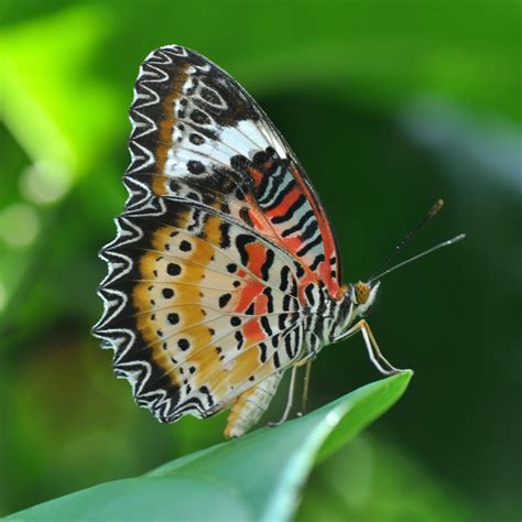 Sharing The World Together: 30+Most Beautiful Butterfly Photography