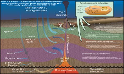 Hydrothermal Vents Diagram