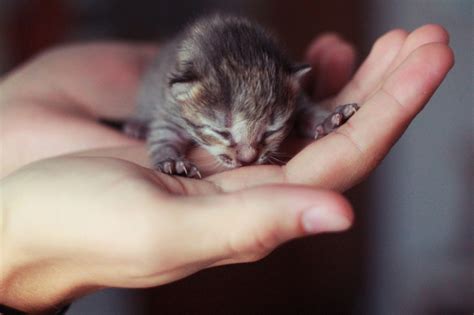 12 Kitten Chrome Themes, Desktop Wallpapers & More for True Cat Lovers ...