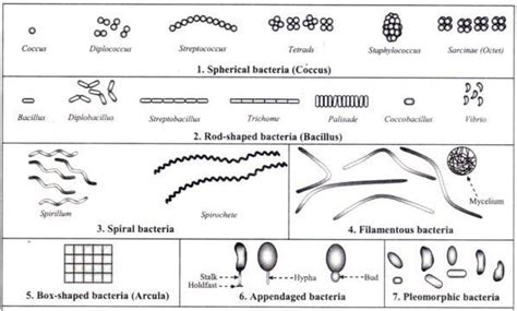 Different Size, Shape and Arrangement of Bacterial Cells