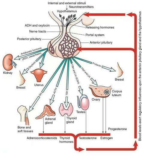 Transmitters | Endocrine system, Nursing school survival, Medical ...