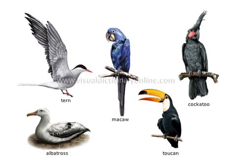 ANIMAL KINGDOM :: BIRDS :: EXAMPLES OF BIRDS [5] image - Visual ...