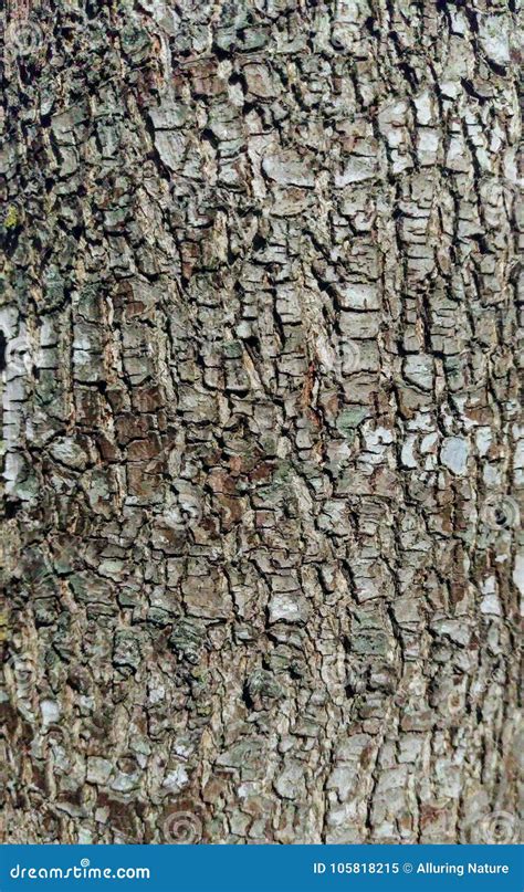 Bark Closeup of a Flowering Pear Tree Stock Image - Image of pear ...