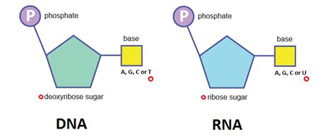 🧬 Structure of DNA and RNA | The A Level Biologist - Your Hub 🌱