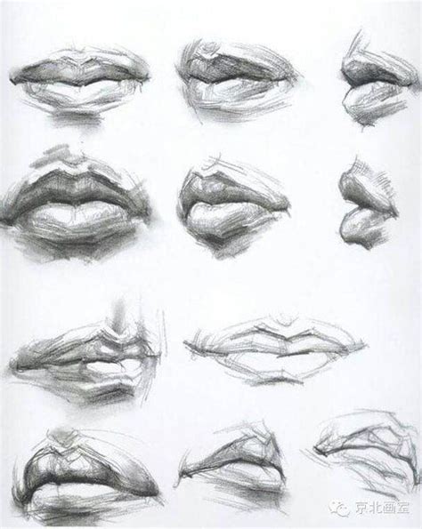 Human Lips Anatomy