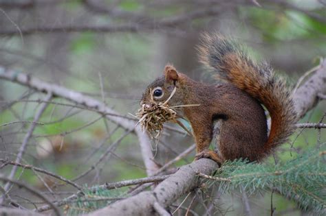 Wildlife Photography Red Squirrel Photograph Fine Art - Etsy