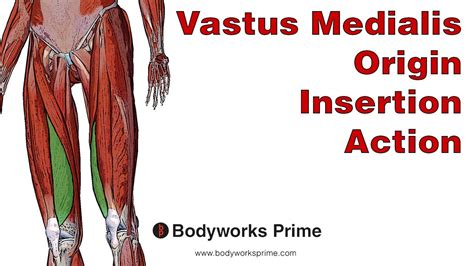 Vastus Medialis Anatomy: Origin, Insertion & Action - YouTube