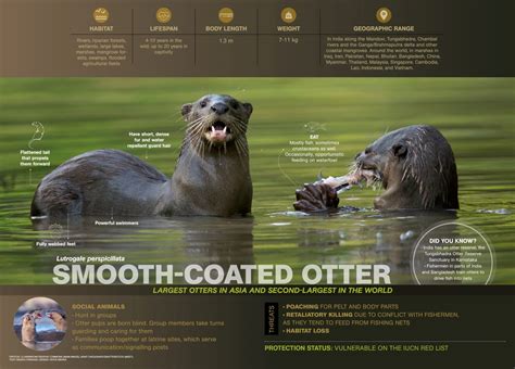 Smooth-coated Otter: Facts, Threats, Habitat | Roundglass | Sustain