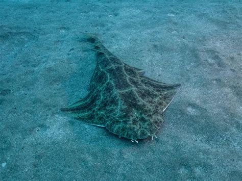 Angelshark - A-Z Animals