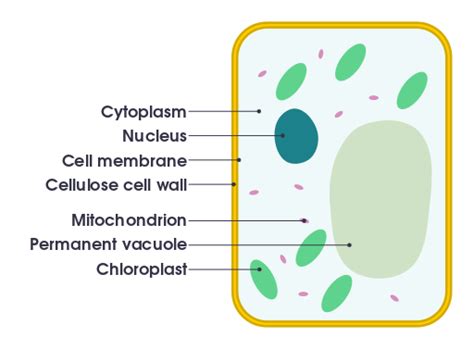 Plant Cell And Animal Cell Figure / Structure of Plant and Animal Cell ...