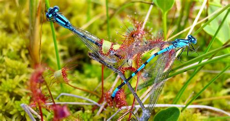 Insectivorous plants - Eye of nature — The sundew Plant The Sundew ...