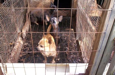 Puppy Farms: The Hidden Suffering Behind the Marketing | Companion Animals