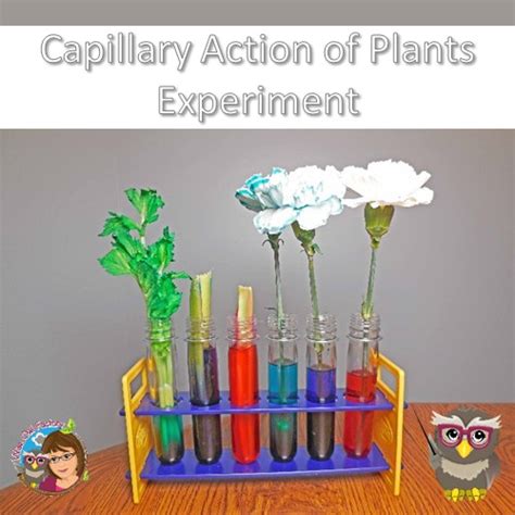 Capillary Action Plants Revealed Food Coloring Experiment