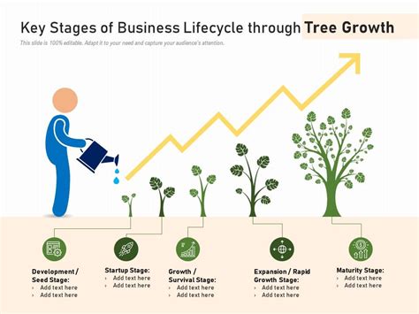 Key Stages Of Business Lifecycle Through Tree Growth | Presentation ...