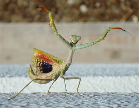 Praying Mantis Symbolism - What Does It Mean When 2021 You See A ...