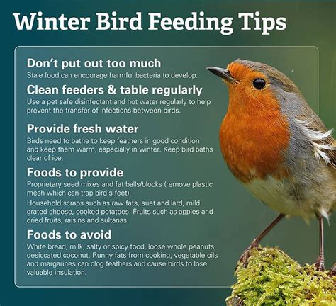 7 TIPS FOR SUCCESSFUL WINTER BIRD FEEDING