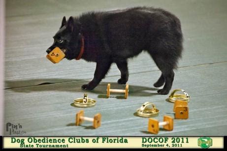 Schipperke Colors Image Gallery | United States Schipperke Club