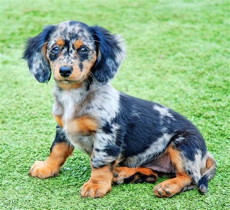 Discover the Rare and Beautiful Tri Merle Long Hair Dachshund: Why You ...