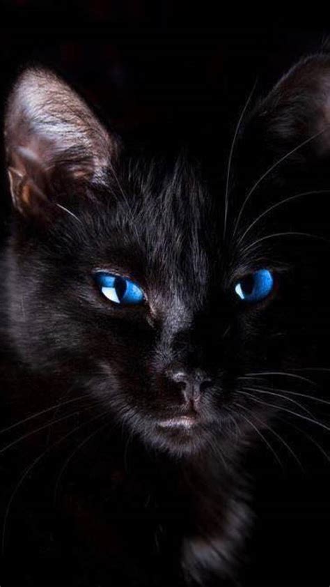 Black Cat Blue Eyes Wallpapers - Top Free Black Cat Blue Eyes ...