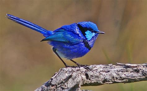 Splendid Fairy-wren - ClimateWatch Australia- Citizen Science App