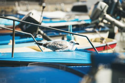 Seagull sitting on blue boat sundeck in Piran marina stock photo ...