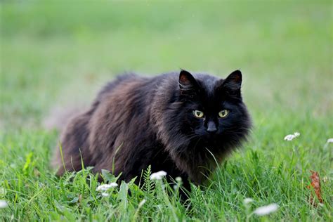 22 Beautiful Black Cat Breeds | Reader's Digest