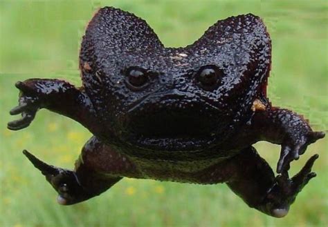 FOTOS | Estas ranas pequeñas y adorables parecen aguacates enfadados