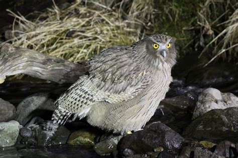 Blakiston's Fish Owl - BirdForum Opus | BirdForum