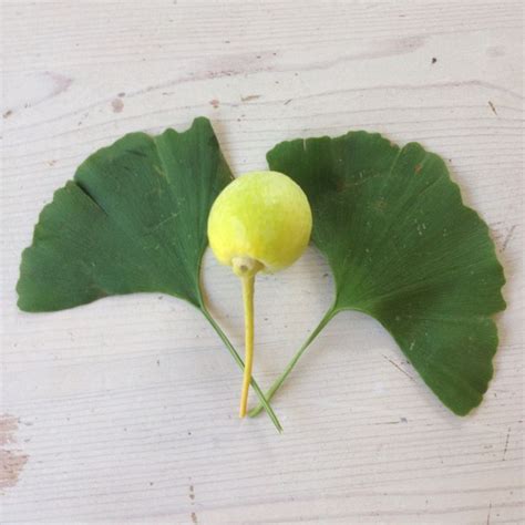 Seed and leaves from the ginkgo biloba tree | Ginkgo biloba tree ...